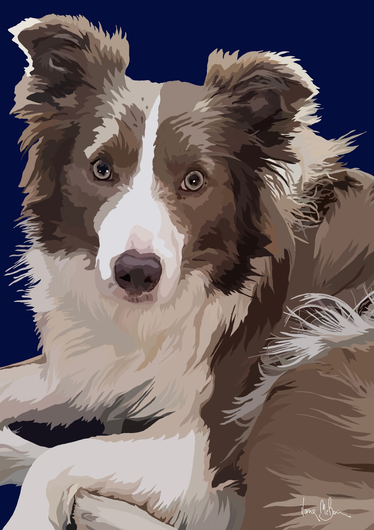 Brown Border Collie Dog Portrait